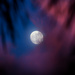Moon peaking through by danette