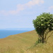Lone Tree by shepherdman