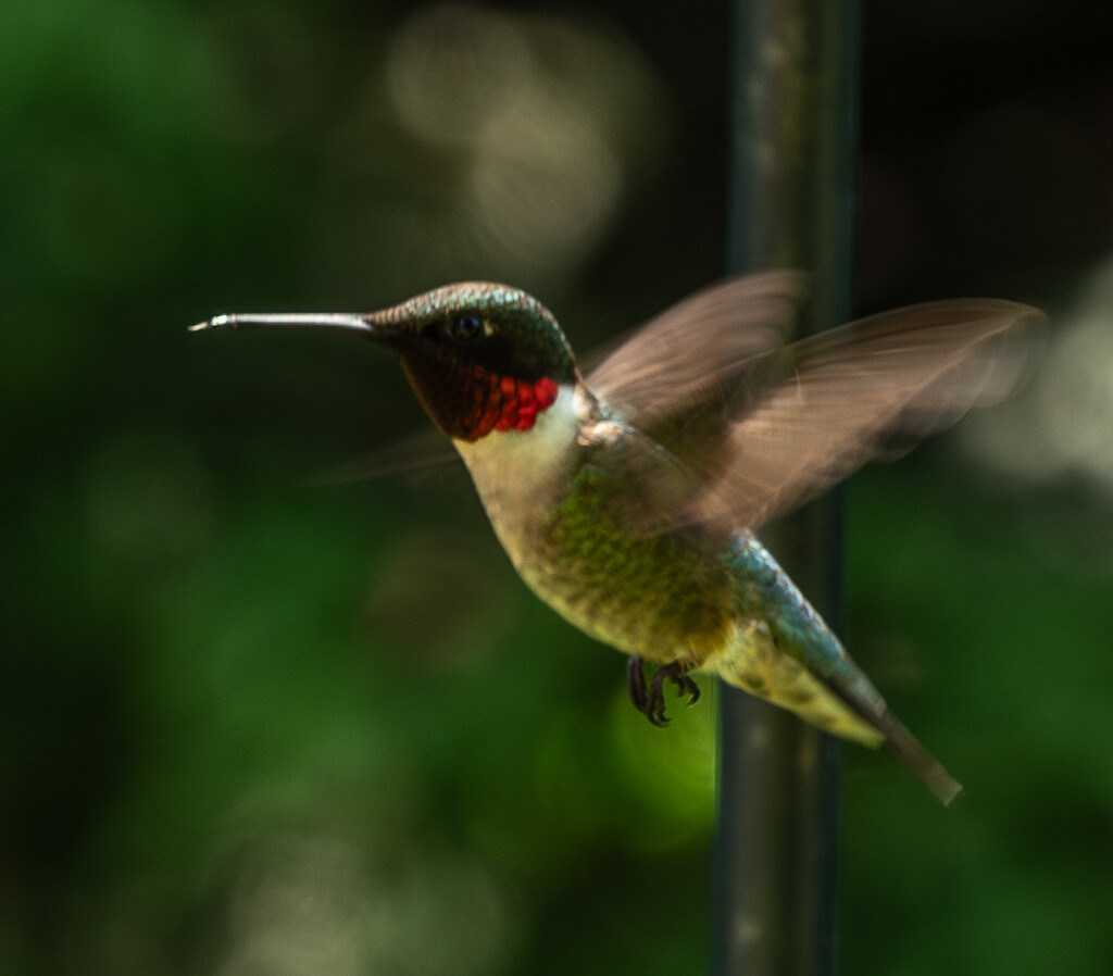 Male Hummingbird  by radiogirl