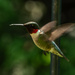 Male Hummingbird  by radiogirl