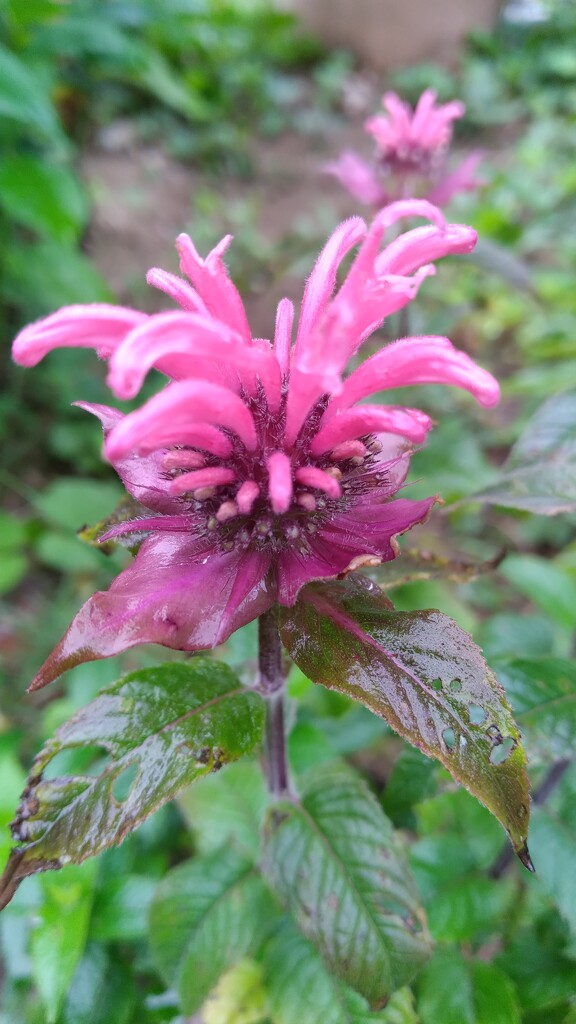 Bee Balm by julie