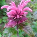 Bee Balm by julie