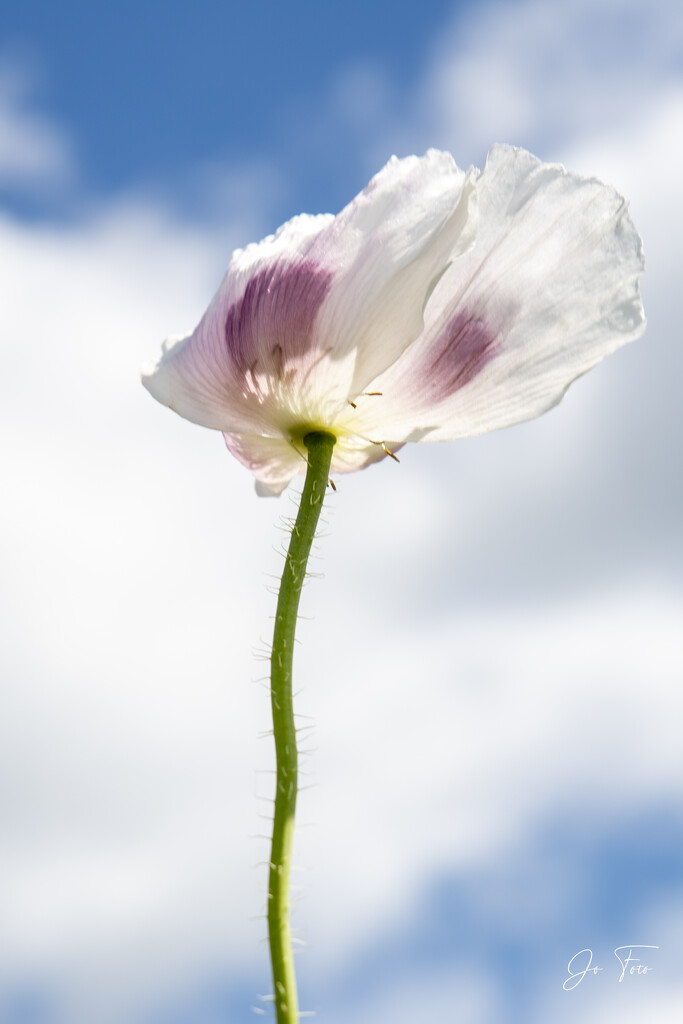 poppies blooming in Lower Austria by jo63