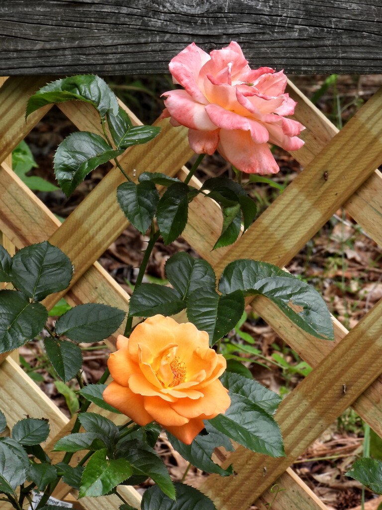 Waiheke roses... by marlboromaam