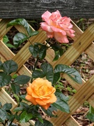 3rd Jul 2023 - Waiheke roses...