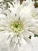 2nd Jul 2023 - White Chrysanthemum