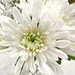 White Chrysanthemum by shutterbug49