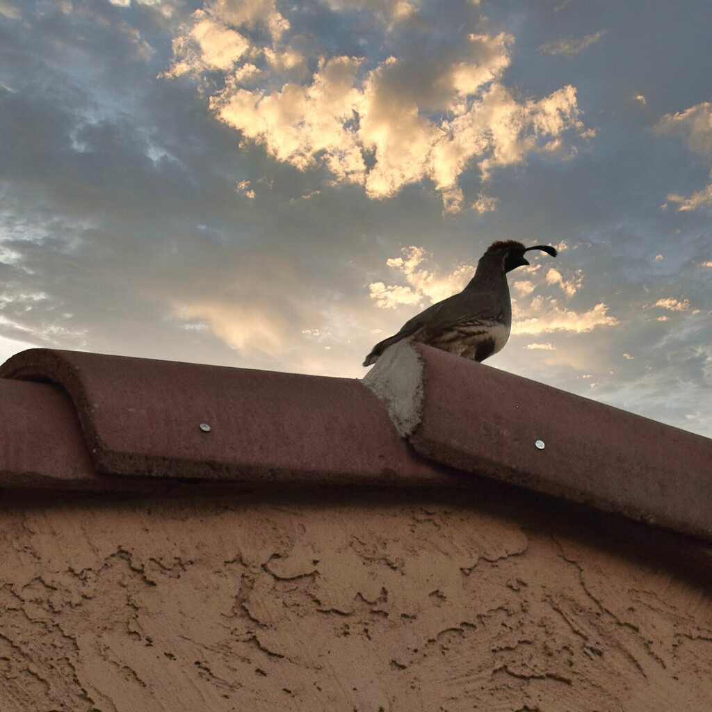 Jul 1 Bird on the roof by sandlily