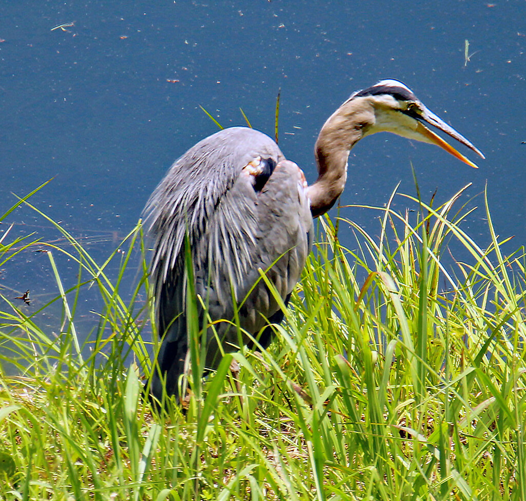 July 1 Blue Heron Checking Fishing Spots IMG_3821 by georgegailmcdowellcom