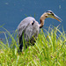 July 1 Blue Heron Checking Fishing Spots IMG_3821 by georgegailmcdowellcom