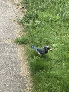 2nd Jul 2023 - J Is for (Blue) Jay 