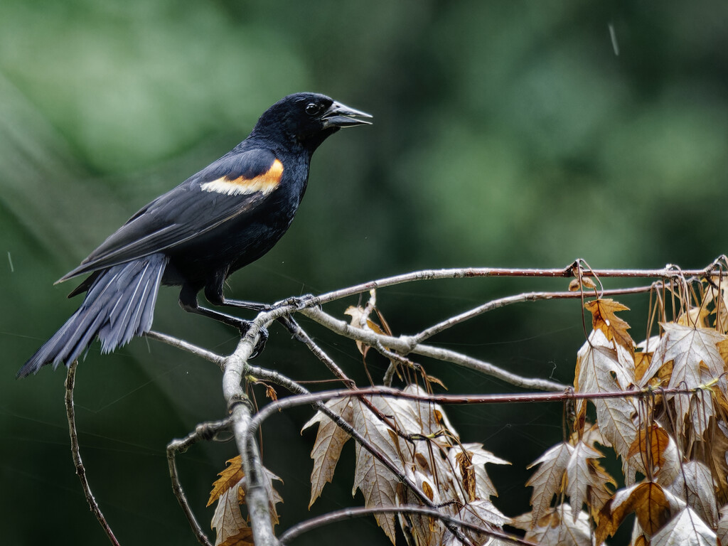 red-winged blackbird in the rain by rminer