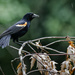red-winged blackbird in the rain by rminer