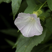 2nd Jul 2023 - field bindweed