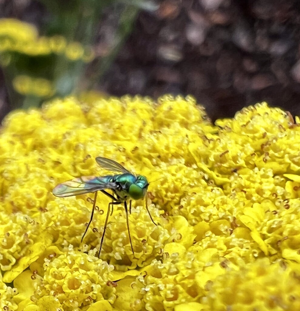 Long Legged Fly by corinnec