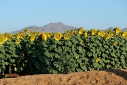 1st Jul 2023 - sunflower farm