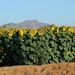 sunflower farm by blueberry1222
