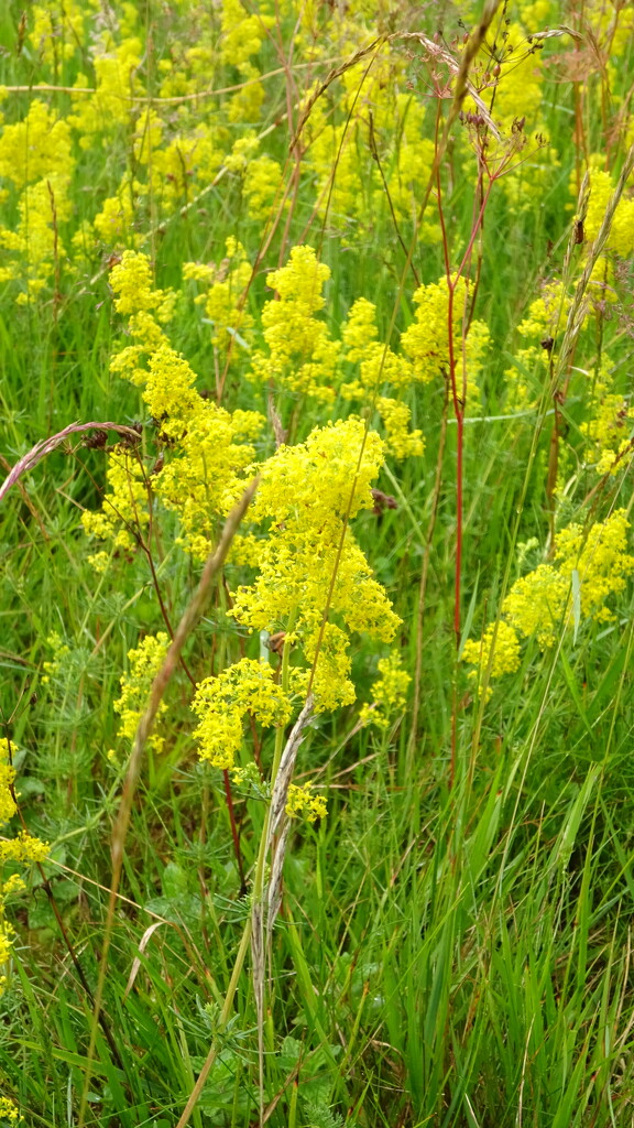 ladies bedstraw by anniesue