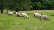2nd Jul 2023 - many sheep