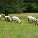 many sheep by anniesue