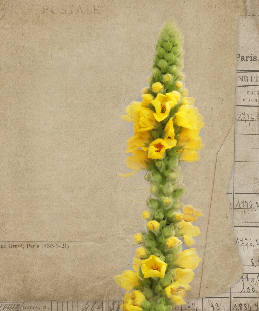 Mullein (Verbascum Thapsus) by paintdipper