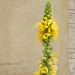 Mullein (Verbascum Thapsus) by paintdipper