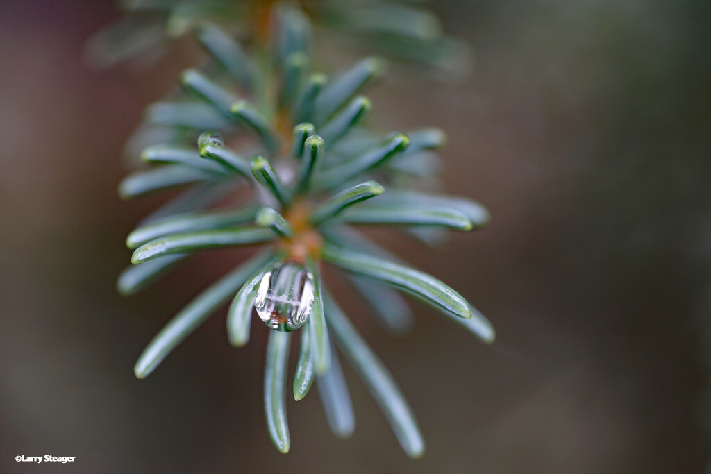 Rain drop on pine by larrysphotos