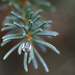 Rain drop on pine by larrysphotos