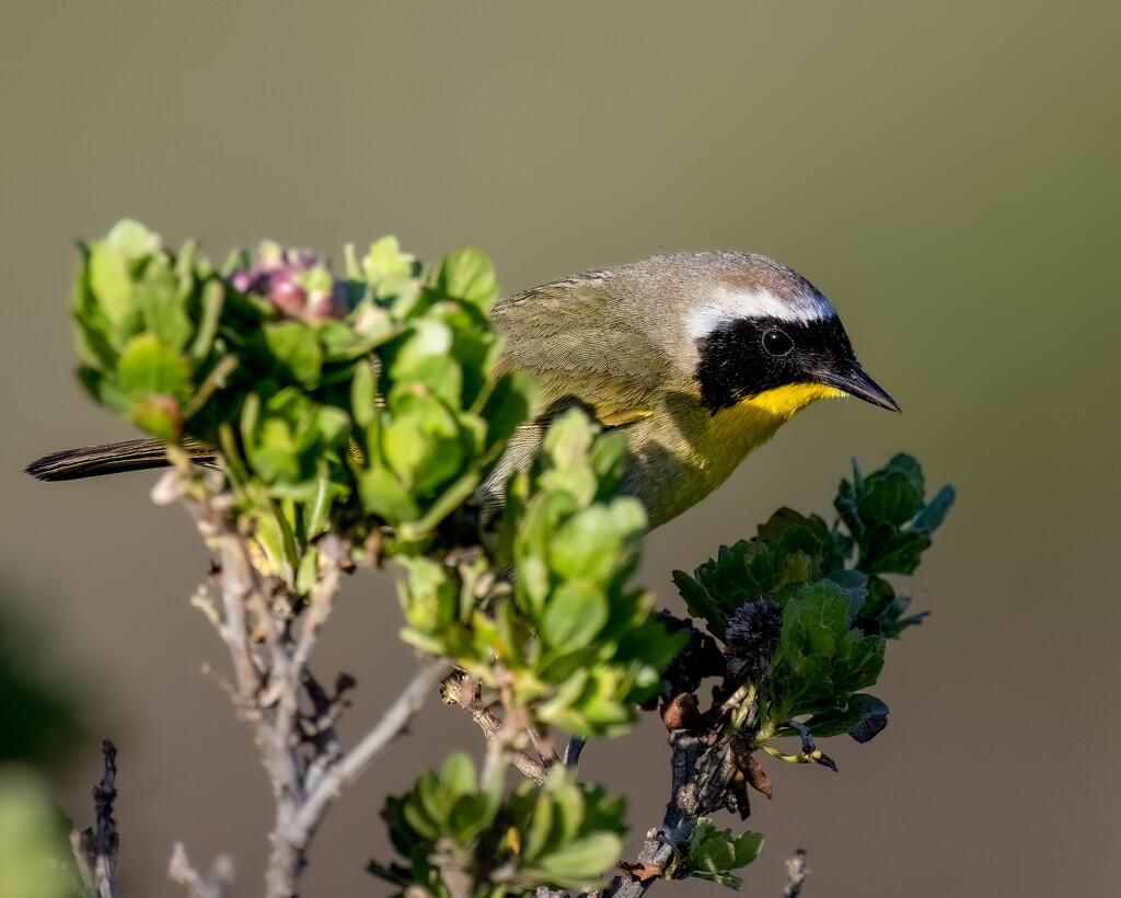 Common Yellowthroat by nicoleweg