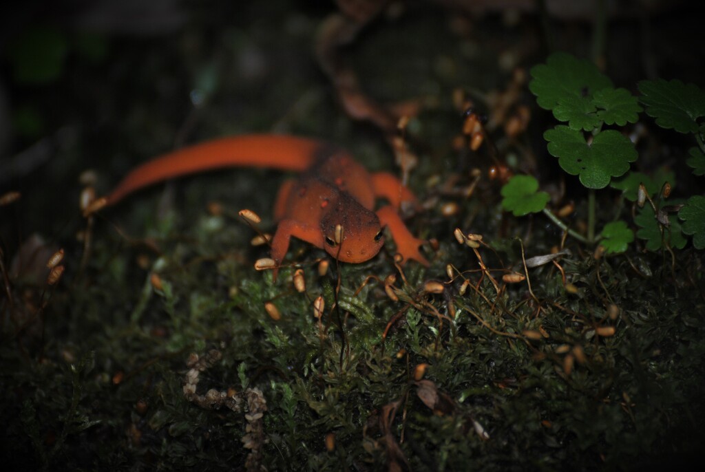 Day 168: Red Eft ... so little ...  by jeanniec57