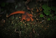 17th Jun 2023 - Day 168: Red Eft ... so little ... 