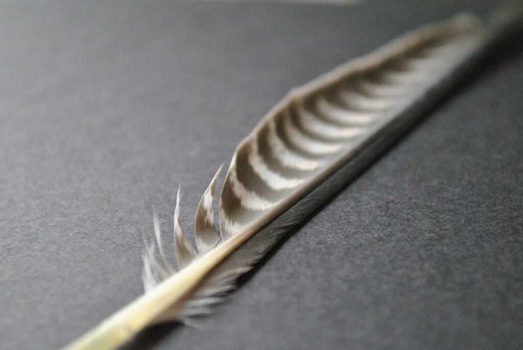 Day 172: Peregrine Falcon feather  by jeanniec57