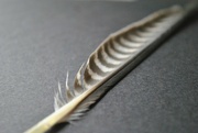 21st Jun 2023 - Day 172: Peregrine Falcon feather 