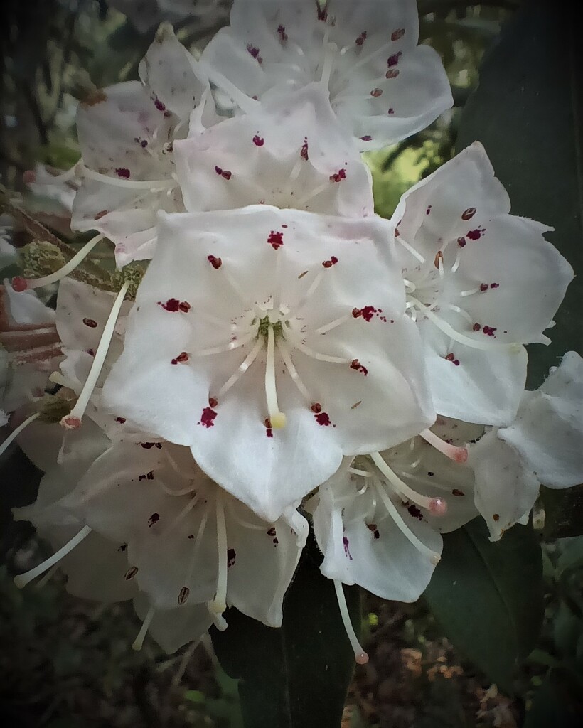 Day 173: Mountain Laurel  by jeanniec57