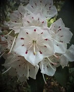 22nd Jun 2023 - Day 173: Mountain Laurel 