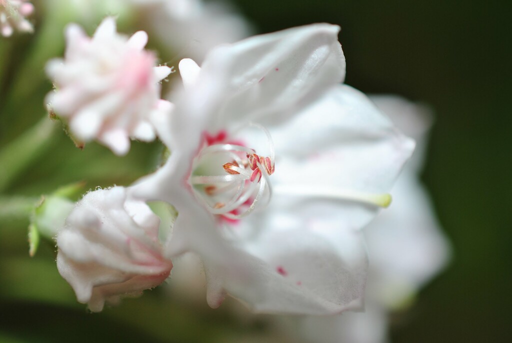 Day 176: Mountain Laurel  by jeanniec57