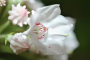 25th Jun 2023 - Day 176: Mountain Laurel 