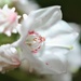 Day 176: Mountain Laurel  by jeanniec57