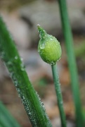 28th Jun 2023 - Day 179: Chive