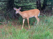 29th Jun 2023 - Trail Deer