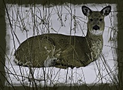 31st Jan 2011 - Bambi 2