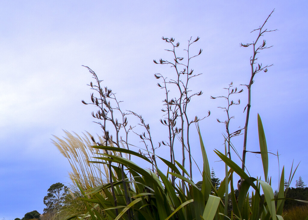 Flax flowers and toi toi by sandradavies