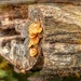 Fungi  by ludwigsdiana