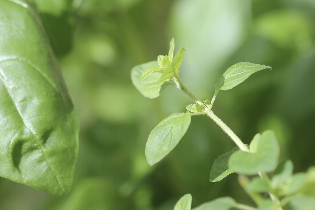 Oregano & Basil by jamibann