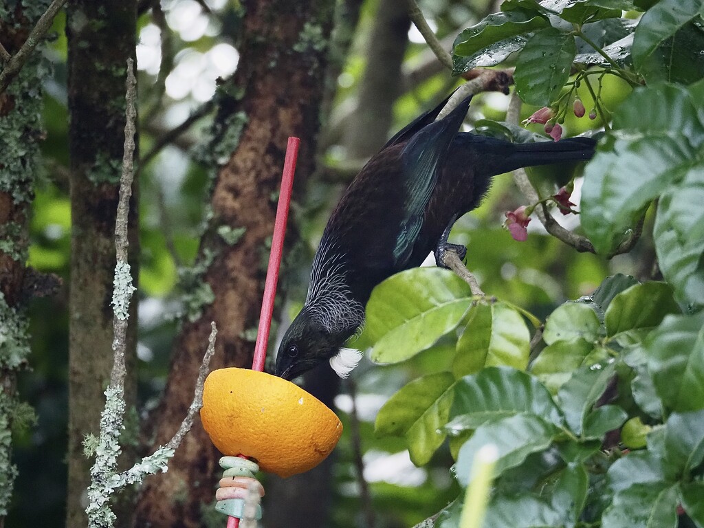 Tūī  has found the oranges which the little white eyes enjoy too by Dawn