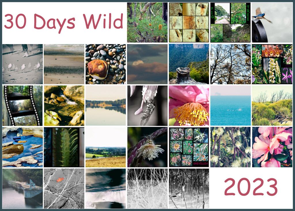 30 Days Wild Collage by annied