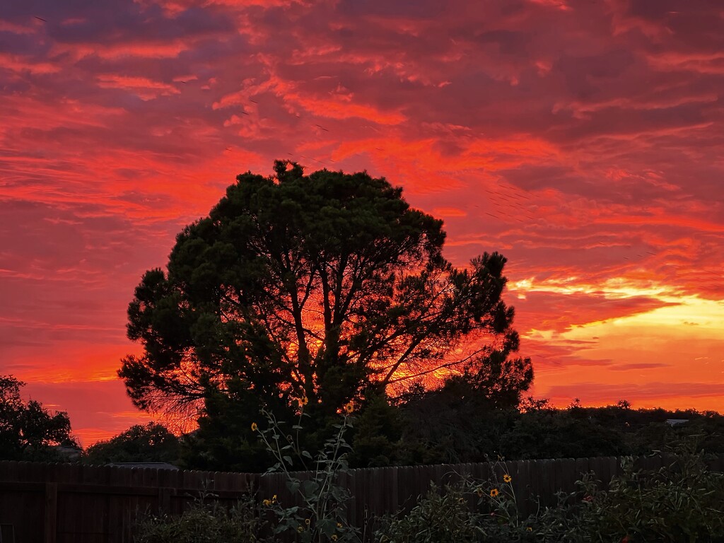 Sunset over the garden by dkellogg