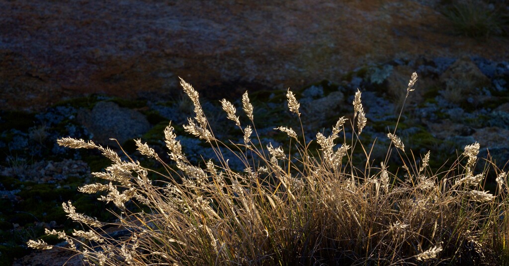 Grass And Granite P7023438 by merrelyn