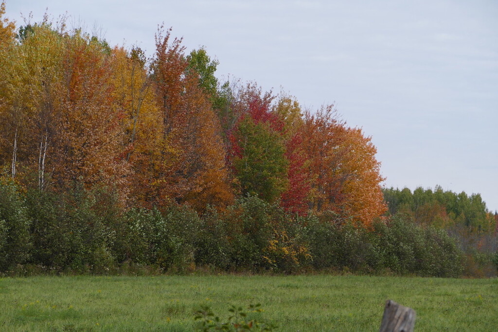 Fall by sunnygreenwood