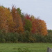 Fall by sunnygreenwood